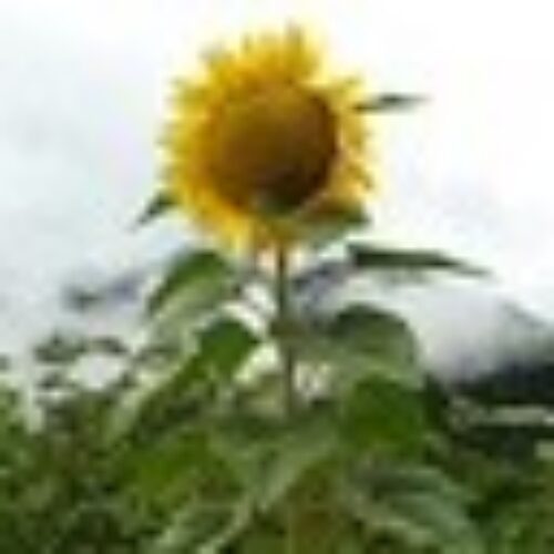 Profile picture of Udo